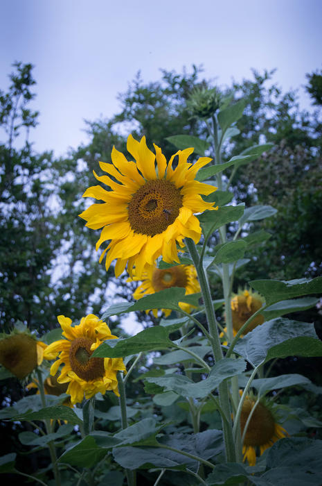 <p>Tall sunflower</p>
Tall sunflower