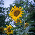 17048   Tall sunflower