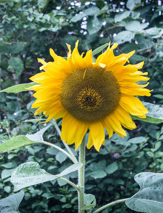 <p>Sunflower with bee</p>
Sunflower with bee