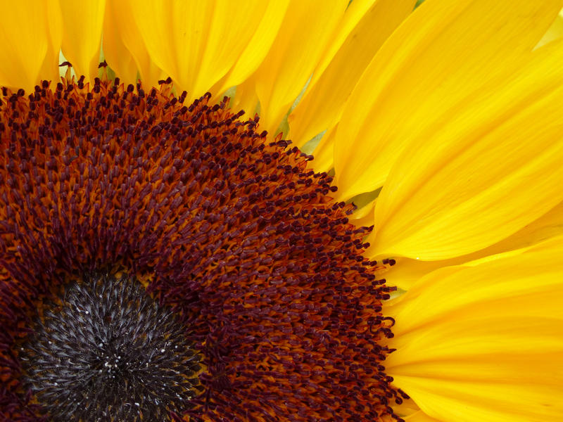 Extreme Macro Close Up of Bright Yellow Petals and Immature Seeds in Center of Sunflower - Nature Background of Sunny Summer Sunflower