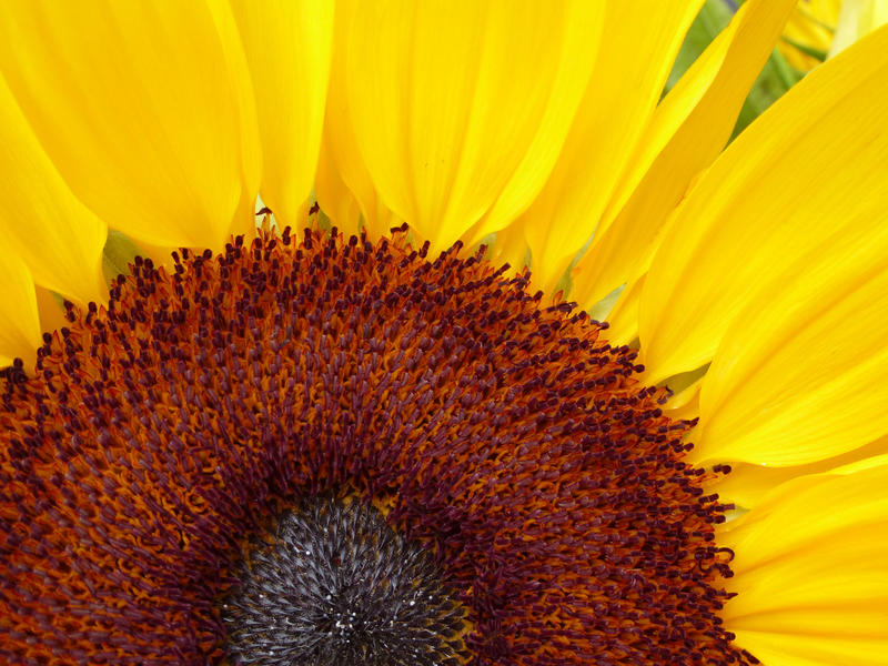 Bright yellow sunflower or Helianthus in a partial cropped macro view of the center with its immature seeds and colorful rays