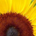 12947   Bright yellow sunflower or Helianthus