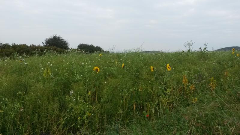 <p>September sunflowers Norfolk UK</p>