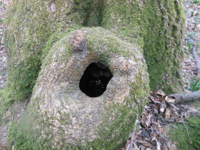 <p>hollow knot in the tree looks surprised</p>
