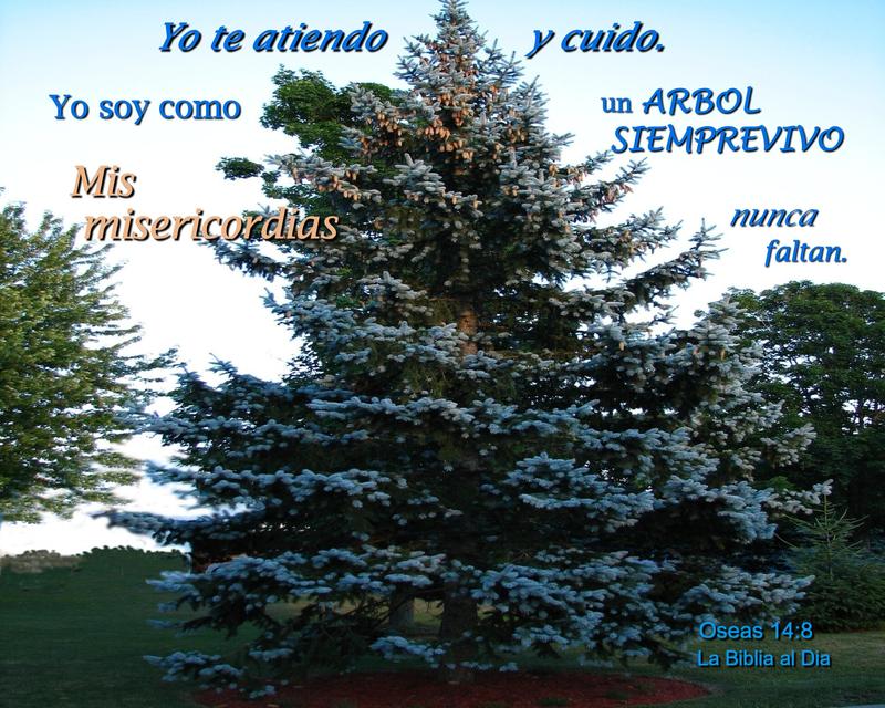 <p>Blue Spruce</p>
Blue Spruce