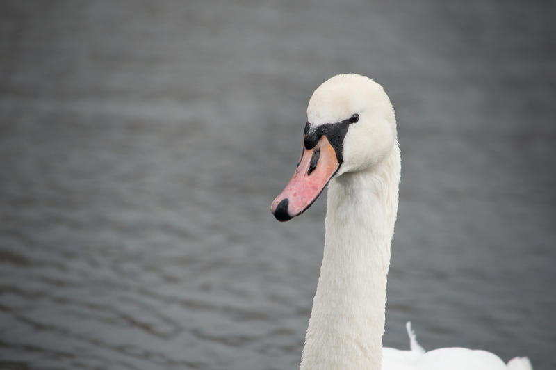 <p>White swan photographed at a park in Blackpool, Lancashire. UK.</p>
White swan