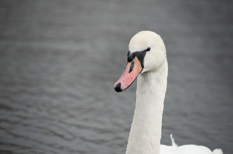 <p>White swan photographed at a park in Blackpool, Lancashire. UK.</p>

<p>More photos like this on my website at -&nbsp;https://www.dreamstime.com/dawnyh_info</p>
White swan