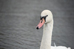 16840   White swan