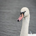 16840   White swan