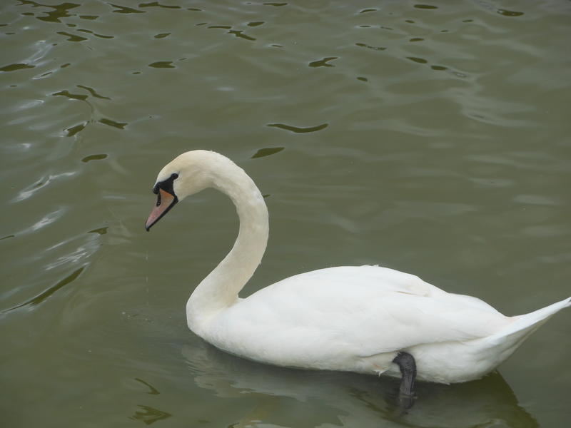 <p>Noroflk UK in September swan side view</p>
