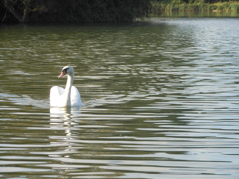 <p>Noroflk UK in September swan swimming toward us</p>
