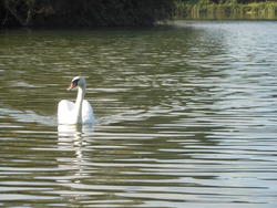 12559   swan swimming