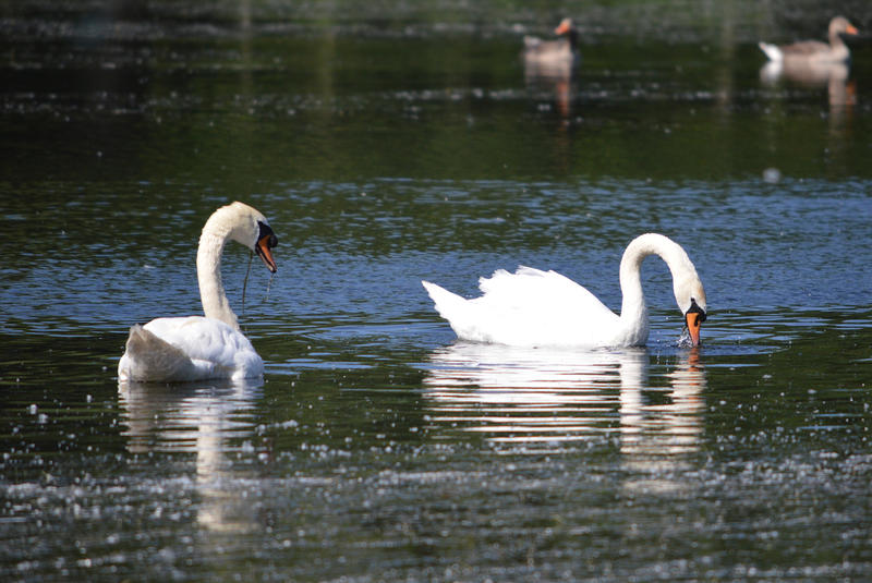 <p>Two white swans on water.</p>

<p>More photos like this on my website at -&nbsp;https://www.dreamstime.com/dawnyh_info</p>
Two white swans on a like