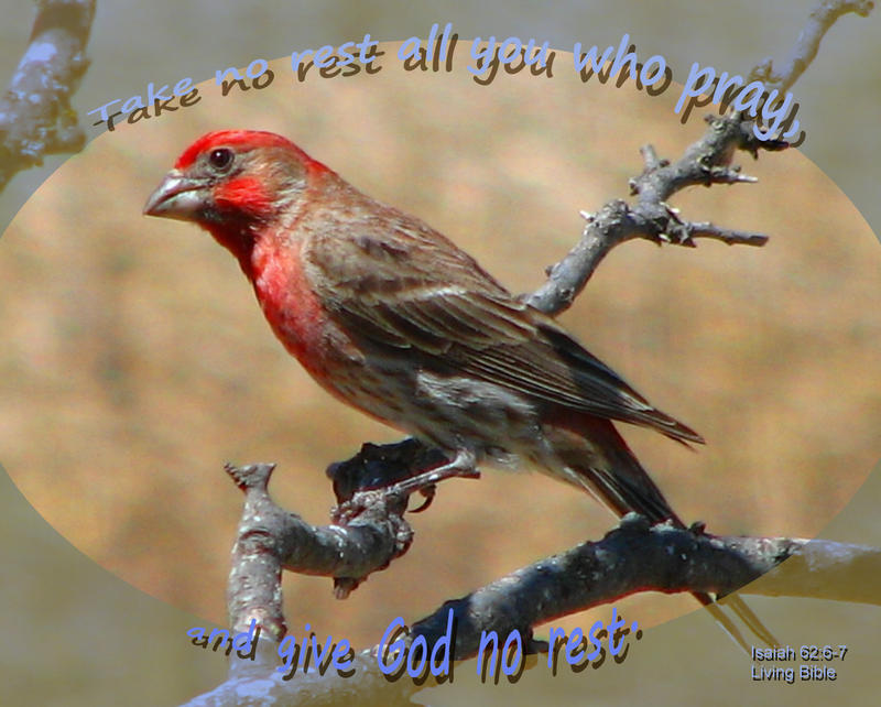 <p>House Finch perched on a branch</p>
House Finch perched on a branch