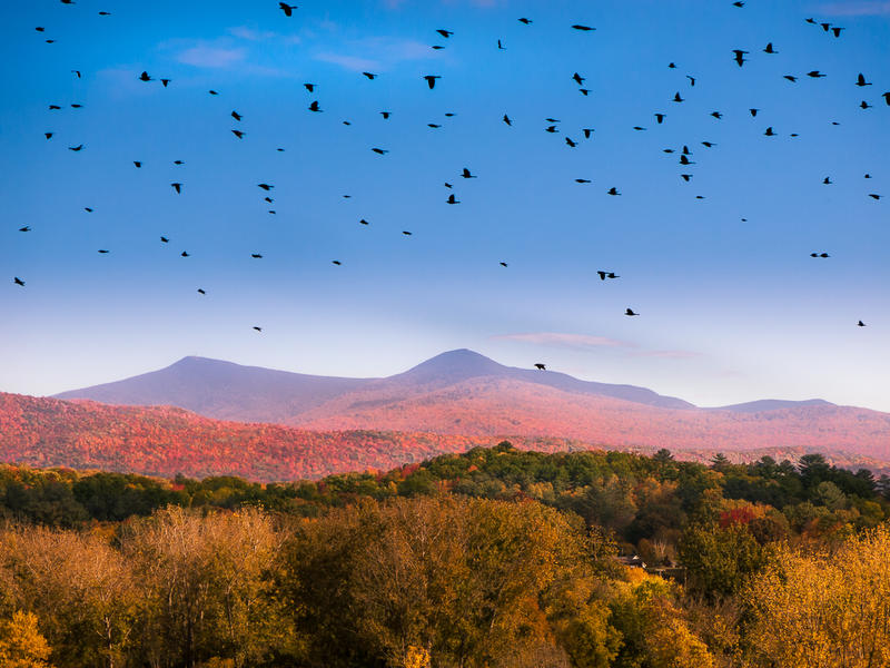 <p>Black birds flying above the Autumn Vermont countryside.&nbsp;</p>
