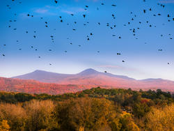 13046   the birds