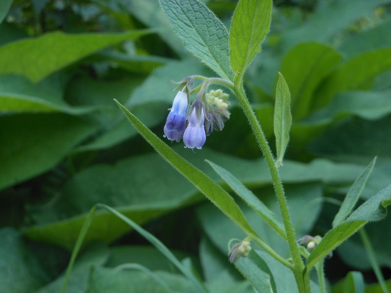 <p>Unseasonable bluebell in September</p>