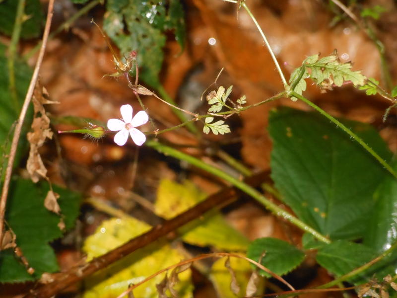 <p>Tiny brave November bloom</p>
