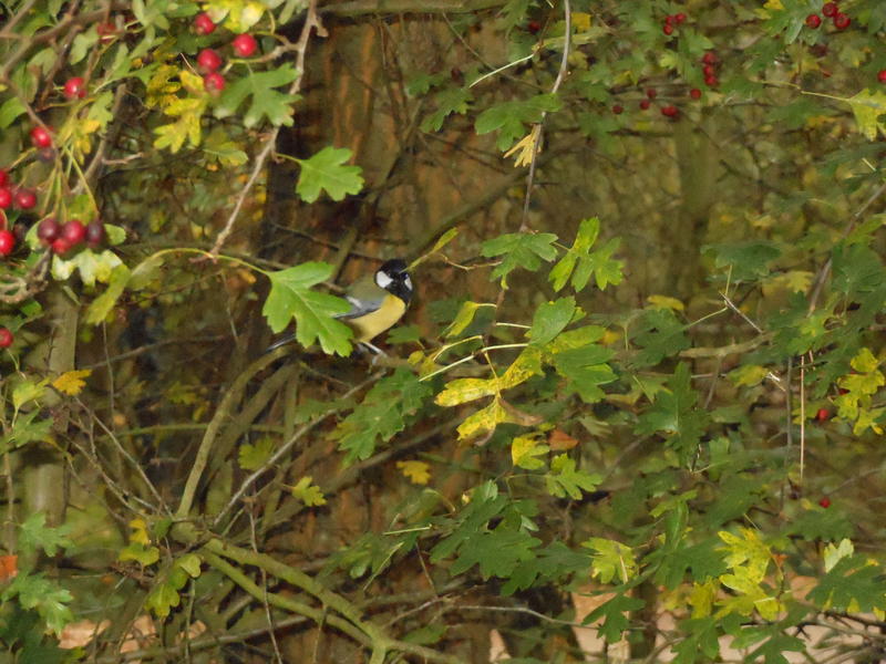 <p>Norfolk UK November time Tit in a Bush</p>