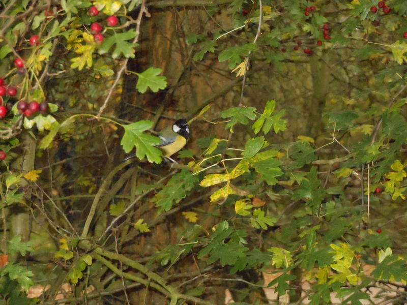 <p>Norfolk UK November time Tit in a Bush</p>
