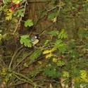 12566   tit in bush 1