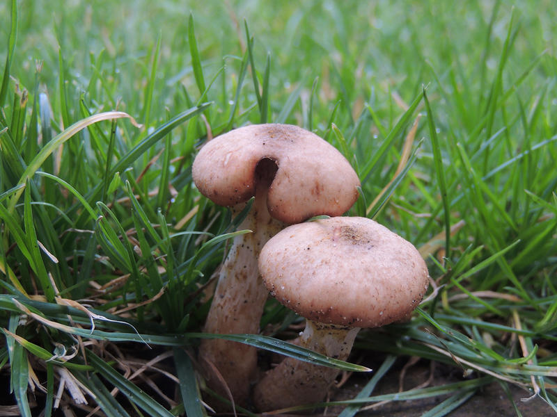 <p>Wild toadstool growing in a british wood.</p>
<p>More photos like this on my website at - https://www.dreamstime.com/dawnyh_info</p>
Toadstool (plant)