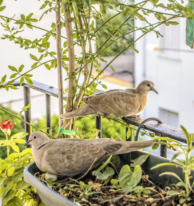 <p>Turtledoves</p>
Wild turtledoves