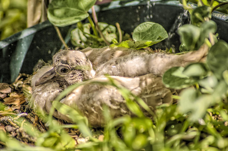 <p>Turtledove<br />
&nbsp;</p>
Wild turtledove.