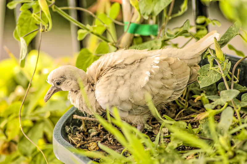 <p>Turtledove</p>
Wild turtledove.