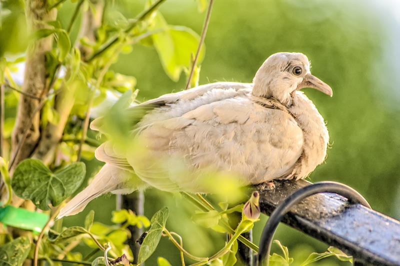 <p>Turtledove</p>
Wild turtledove.