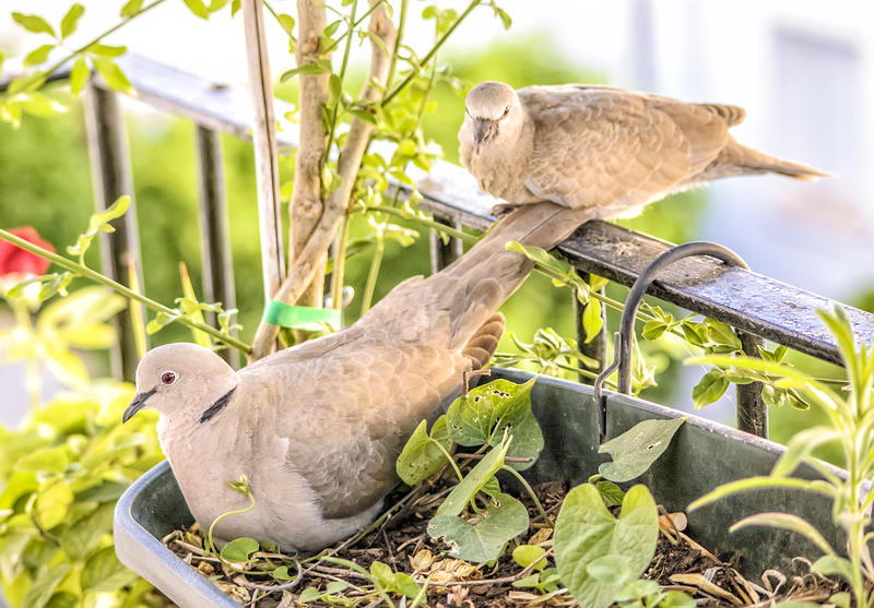 <p>Turtledoves</p>
Wild turtledoves.