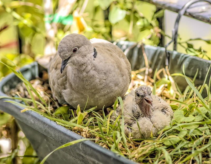 <p>Wild turtledoves.</p>
Wild turtledoves.