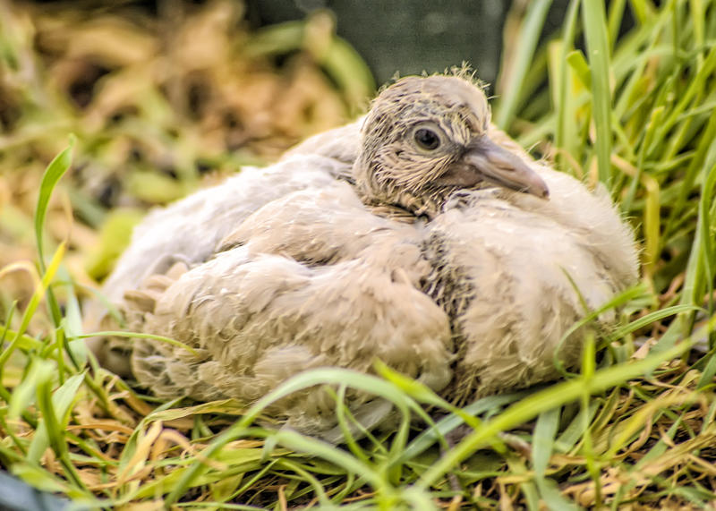 <p>Turtledove</p>
Wild turtledove.