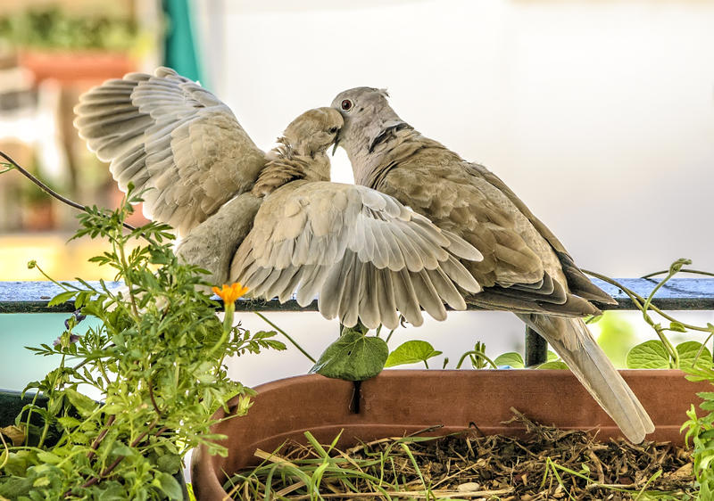 <p>Wild turtledoves.</p>
Wild turtledoves.