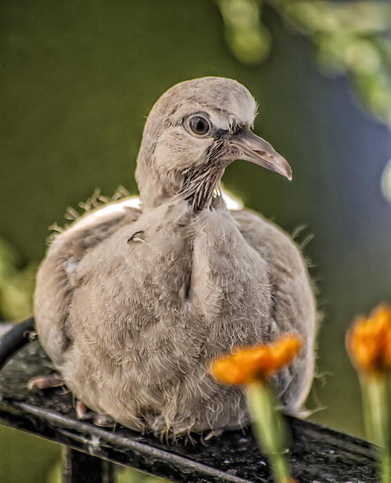 <p>Turtledove</p>
Wild turtledove.