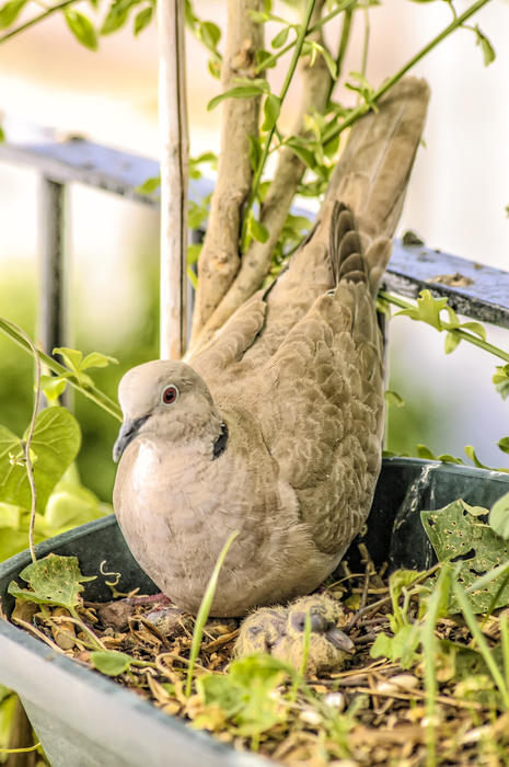 <p>Turtledoves</p>
Wild turtledoves.