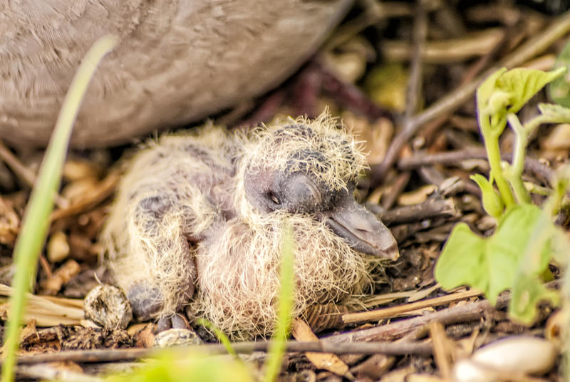 <p>Turtledove</p>
Wild turtledove.