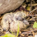16847   Turtledoves