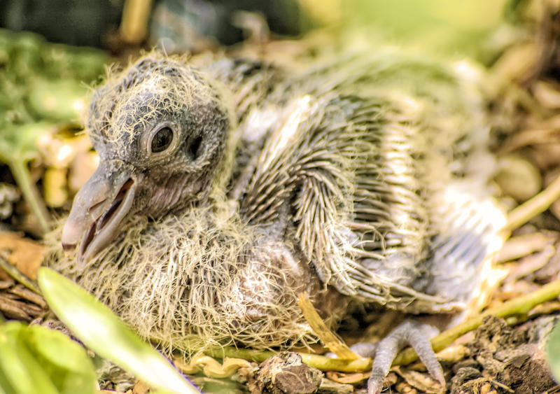 <p>Turtledove</p>
Wild turtledove.