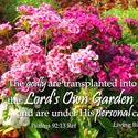 16909   Transplanted in God&#039;s Own Garden