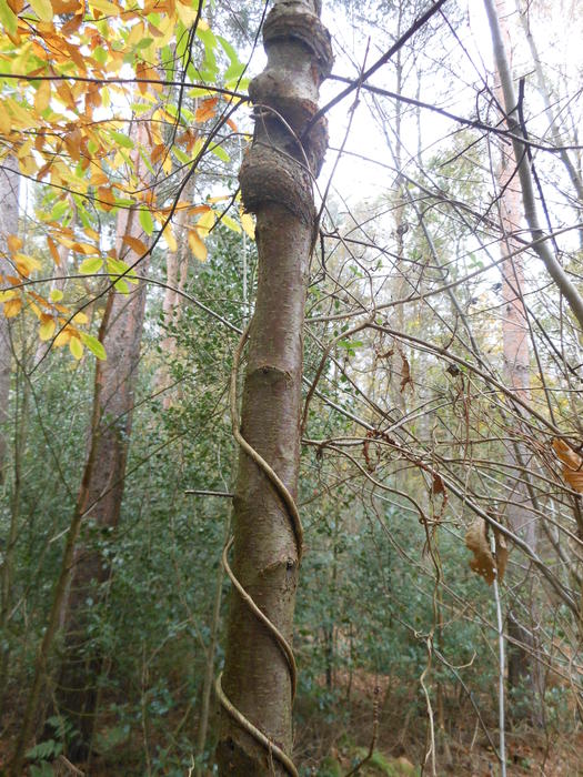 <p>The tree has &quot;eaten&quot; the vine growing around it</p>
