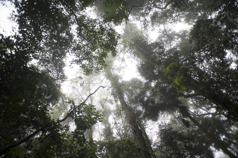 Mysterious view of different trees in green forest from below.