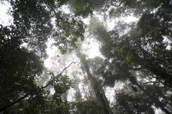 11842   Different trees in green forest from below.