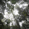 11842   Different trees in green forest from below.