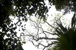 11870   Tree trunks from below