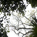 11870   Tree trunks from below