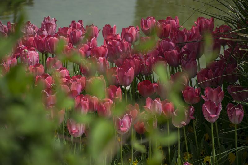 <p>Tulips </p>