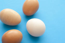 13036   Four fresh raw hens eggs on blue