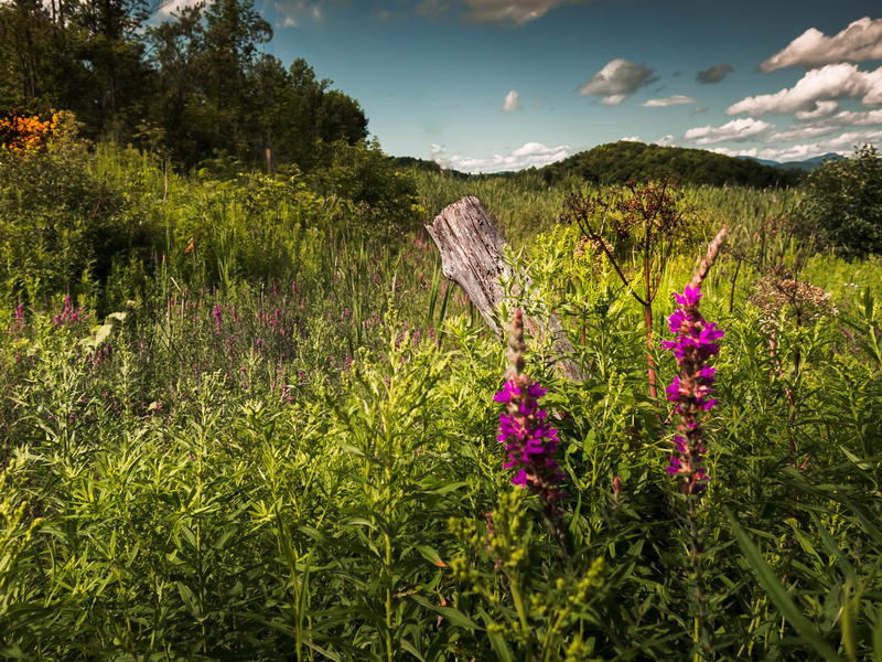 <p>Vegetation in rural Vermont.</p>
