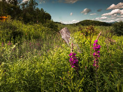 12037   vermont meadow flowers